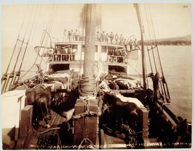 Shipping Cattle on the 