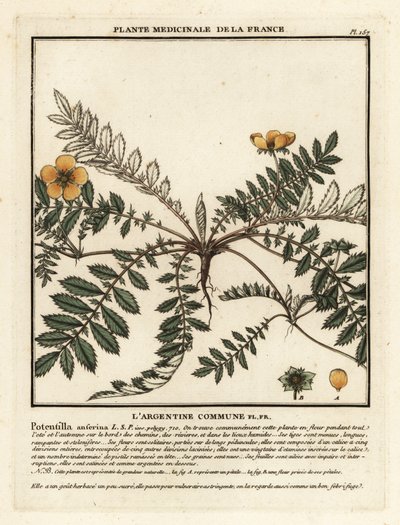 Silverweed, Potentilla anserina by Unbekannter Künstler