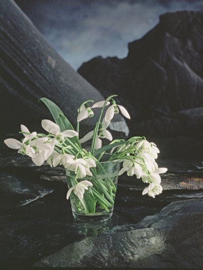 Snowdrops by Unbekannter Künstler