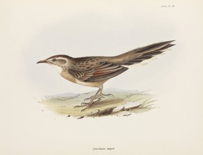 Spinetail, South America, c. 1832-1836 by Unbekannter Künstler