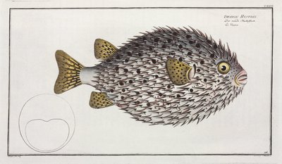 Spot-fin Porcupinefish by Unbekannter Künstler