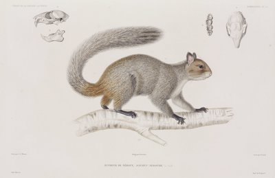 Squirrel by Unbekannt