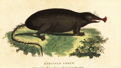 Star-nosed mole, Condylura cristata (1800) by Unbekannter Künstler