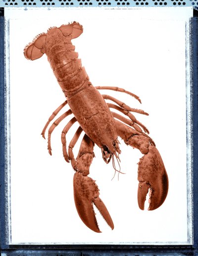 Still Life of Lobster by Unbekannt