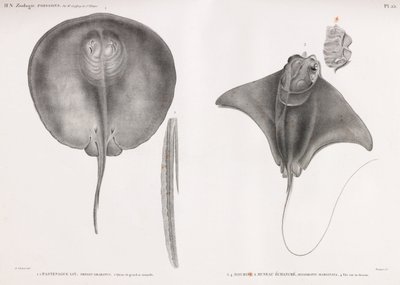 Stingray, Front and Back by Unbekannt