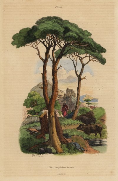 Stone pine, Pinus pinea by Unbekannt