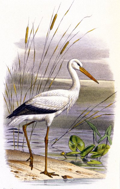 Stork by Unbekannter Künstler