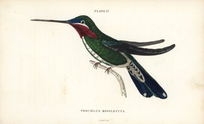 Stripe-breasted starthroat, Heliomaster squamosus (White-striped humming-bird, Trochilus mesoleucus). Handcoloured steel engraving from Sir William Jardine