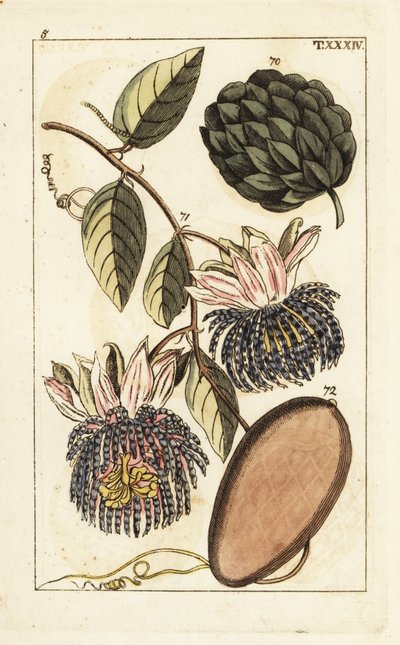 Sugar apple and water lemon by Unbekannter Künstler