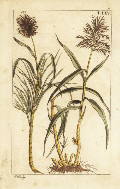 Sugar cane, Saccharum officinarum by Unbekannter Künstler