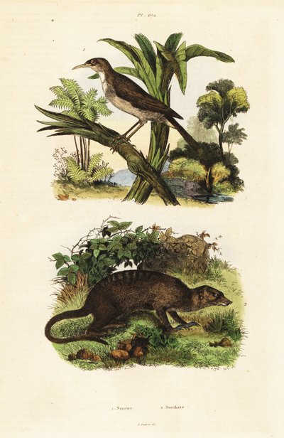 Sunbird and Meerkat, 1834-1839 (engraving) by Unbekannter Künstler