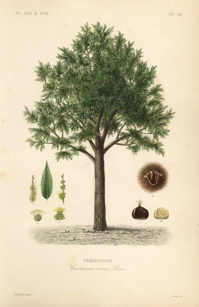 Sweet chestnut by Unbekannt