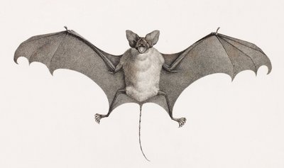Taphien Filet, Bats from Egypt by Unbekannt