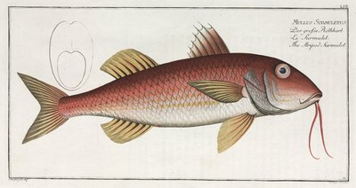 The Striped Surmulet by Unbekannter Künstler