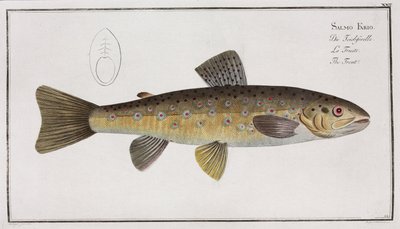 The Trout by Unbekannter Künstler