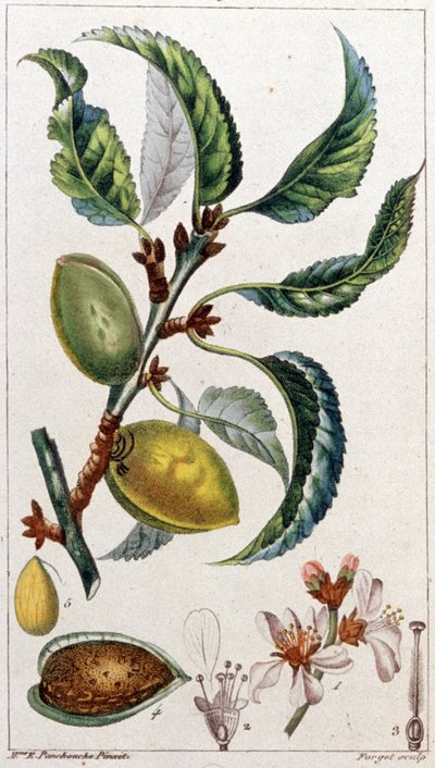 The Almond Tree, c. 1801-1850 (engraving) by Unbekannter Künstler