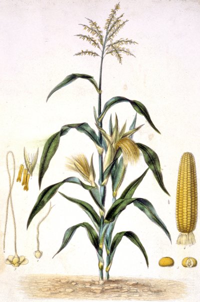 The Corn, c.1880-1900 (Engraving) by Unbekannter Künstler