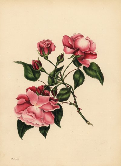 The ever-blowing Rose, Beauty always new by Unbekannt