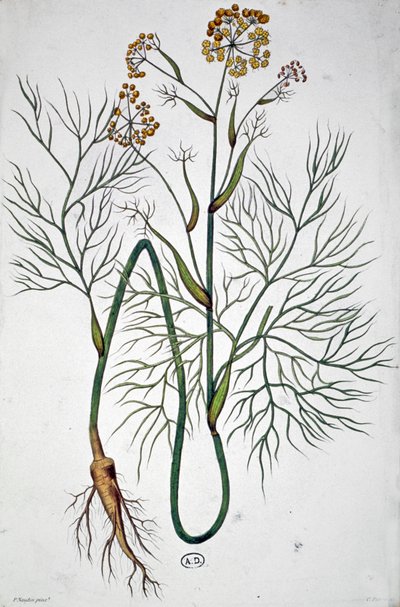 The Fennel, c.1850 by Unbekannter Künstler