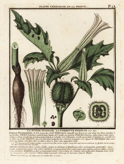 Thorn apple, Datura stramonium by Unbekannter Künstler
