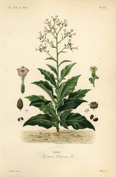 Tobacco plant by Unbekannt