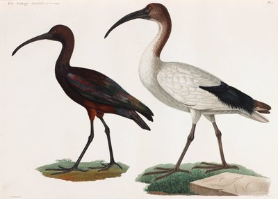 Two Color Illustrations of Birds by Unbekannt