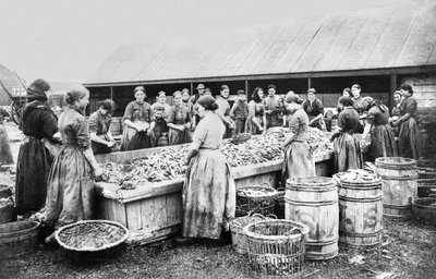 Women Gutting Herrings, Aberdeen, c1880 by Unbekannt