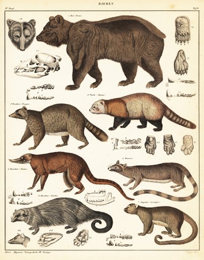 Varieties of Bears (lithograph) by Unbekannter Künstler