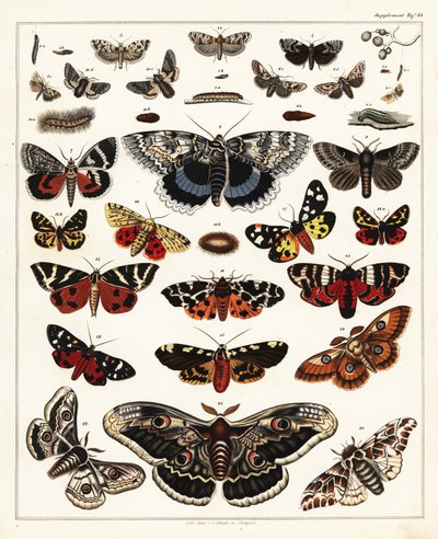 Varieties of Butterflies, Moths (lithograph) by Unbekannter Künstler