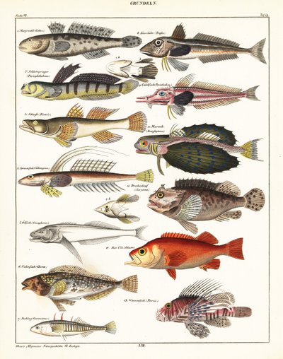 Varieties of Fish (lithograph) by Unbekannter Künstler