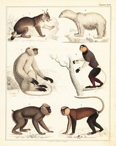 Varieties of mammals, 1842 by Unbekannter Künstler