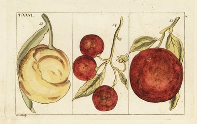 Varieties of oranges by Unbekannter Künstler