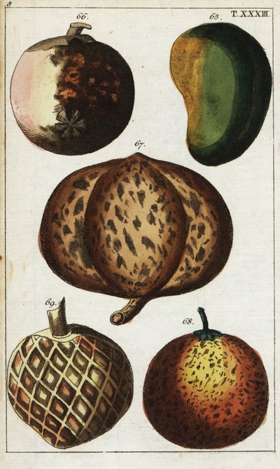 Varieties of Tropical Fruits by Unbekannter Künstler