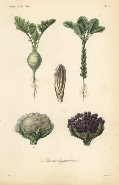 Vegetables by Unbekannt
