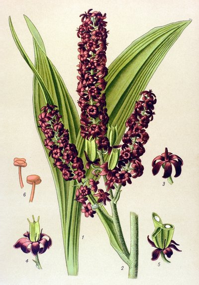Toxic Plant: Black Veratre (Veratrum nigrum) by Unbekannter Künstler
