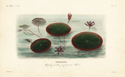 Water-shield, Brasenia schreberi by Unbekannt