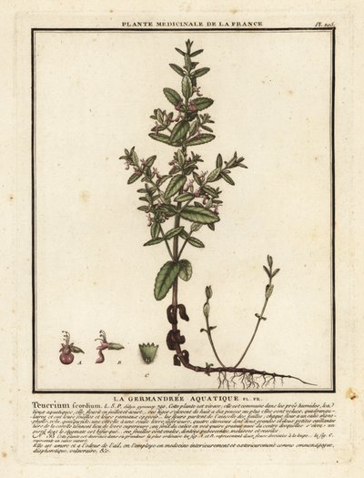 Water germander, Teucrium scordium by Unbekannter Künstler