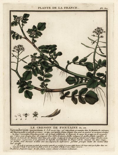 Watercress by Unbekannter Künstler
