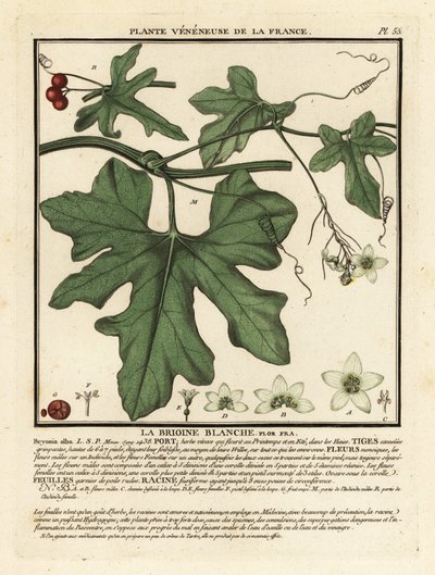 White bryony, Bryonia alba by Unbekannter Künstler