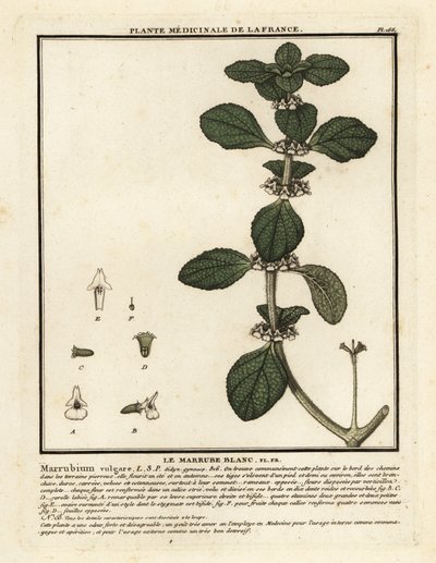 White Horehound, Marrubium vulgare by Unbekannter Künstler