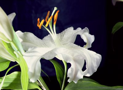 White Lily by Unbekannter Künstler