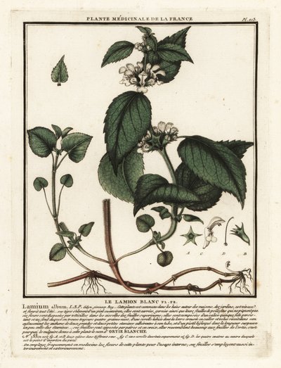 White nettle, Lamium album by Unbekannter Künstler