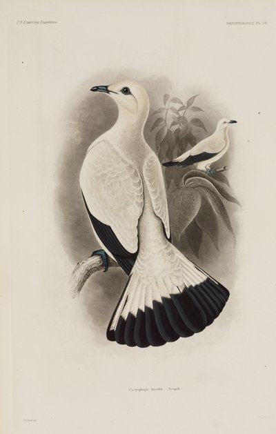 White Pigeon by Unbekannter Künstler