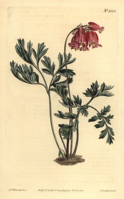 Wild bleeding heart by Unbekannt