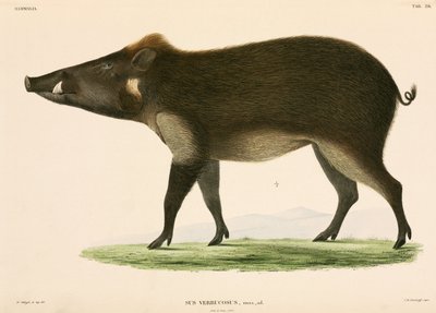Wild pig, Indonesia by Unbekannter Künstler