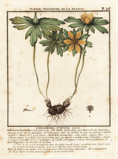 Winter aconite, Eranthis hyemalis by Unbekannter Künstler