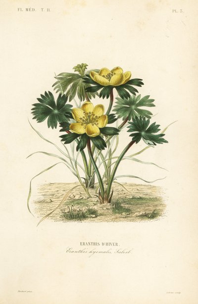 Winter aconite by Unbekannt