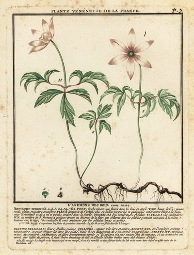 Wood anemone, Anemone nemorosa by Unbekannter Künstler
