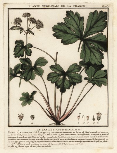 Wood Sanicle, Sanicula Europaea by Unbekannter Künstler