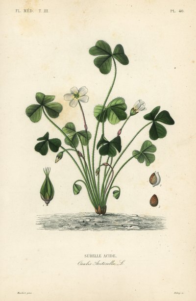 Wood sorrel, Oxalis acetosella by Unbekannt